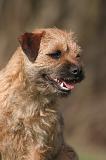 BORDER TERRIER 146
